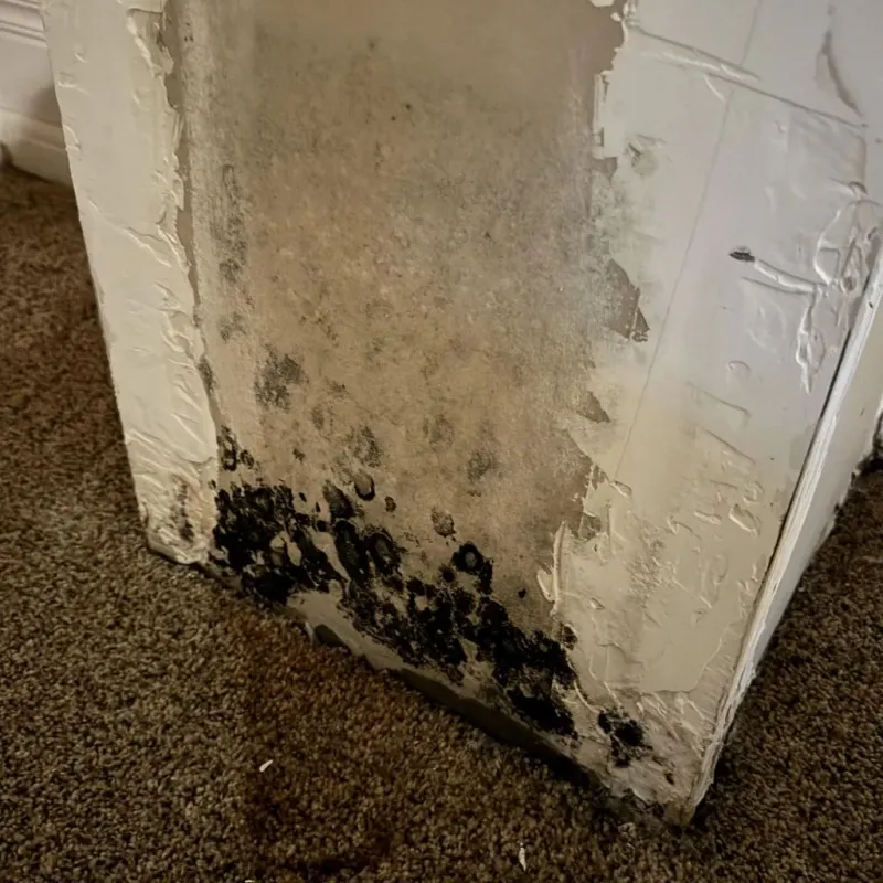Professional Mold Removal in Buffalo County, SD
